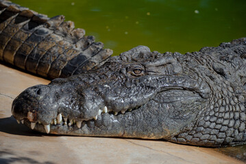 Crocodile Closeup