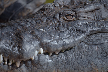 Crocodile Closeup