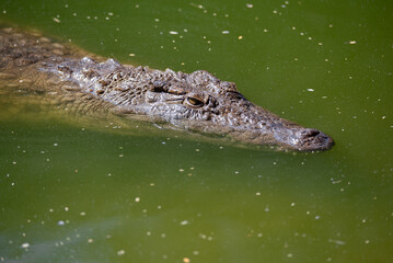 Crocodile Closeup