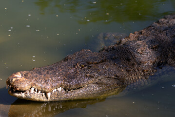 Crocodile Closeup