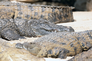 Crocodile Closeup