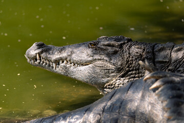 Crocodile Closeup