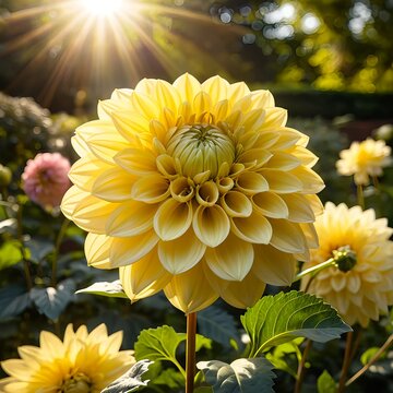 Sunlit Yellow Dahlia in a Garden