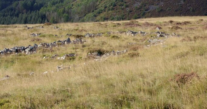 long shot looking over the Blaenrhondda hut circle settlement at Hendre'r Mynydd,