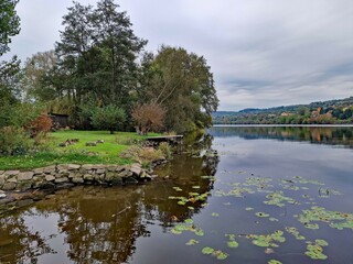 Calm surface of the Elbe River with water lilies, Czech Republic, Europe.