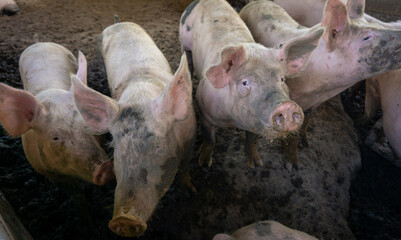 Group of pigs in livestock farm playing mud.