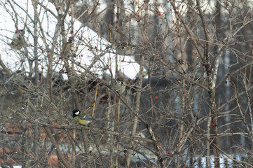 Great tit (Parus Major) sitting on a viburnum branches in winter. Ornithology. Photo project Birds of Eastern Siberia