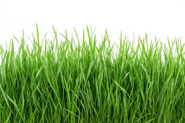 Obraz premium Fresh green grass border isolated on white background, close-up view. Perfect for eco-friendly and natural themes.