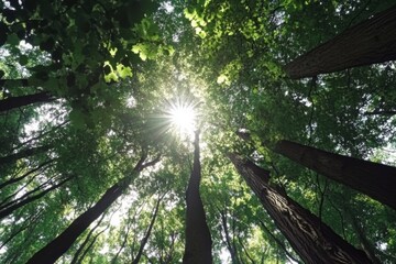 Obraz premium Sunlight filtering through lush green forest canopy