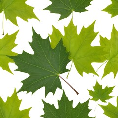 Fototapeta premium Green Maple Leaves Isolated on White Background