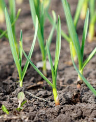 A bunch of green plants are growing in the dirt