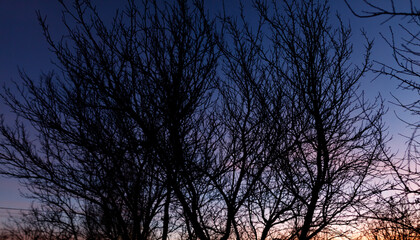 The trees are bare and the sky is dark