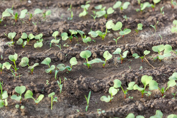 A field of green plants with dirt in between