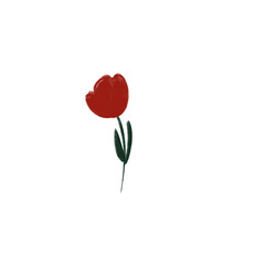 red tulip isolated on white