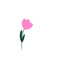 pink tulip on white background