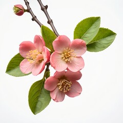 Naklejka premium Pink Quince Blossoms on Branch