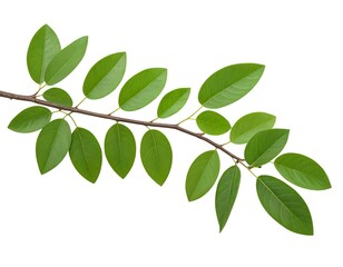 Green Branch with Lush Leaves Isolated on White