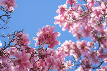 Obraz premium Spring bloom magnolia tree flowers. Blossom magnolia flower.