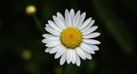 Obraz premium A close-up of a delicate white daisy with a vibrant yellow center, set against a dark green blurred background, highlighting the intricate details of its petals and floral symmetry.