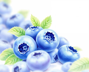 The illustration of blueberries in colored pencil drawing style on white background