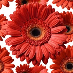 Red Gerbera Daisy Close-up