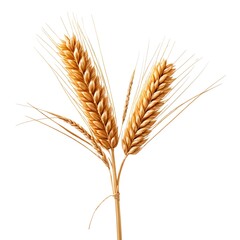 Fototapeta premium Golden Wheat Ears Isolated on White