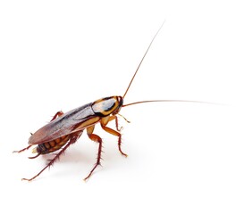 A cockroach on a white background