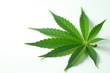 Isolated marijuana leaves on white background with cannabis oil droplets, herbal, plant, weed