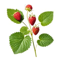 Wild Strawberries on the Vine