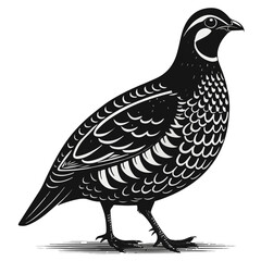 Intricate Linocut Quail Illustration – Black and White Vector Bird in Walking Profile