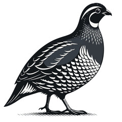 Intricate Linocut Quail Illustration – Black and White Vector Bird in Walking Profile