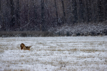 A lone coyote stretching after bedding down in snowy meadow