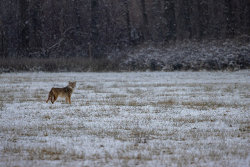A lone coyote walks through a snowy field near a forest in winter
