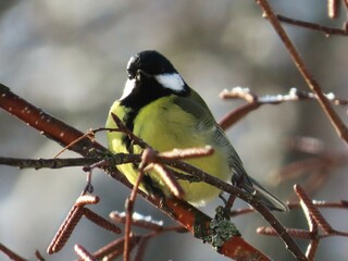 A chickadee with a yellow beak