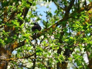 Spring mood, cherry tree flowers
