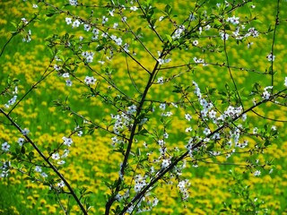 Spring mood, cherry tree flowers