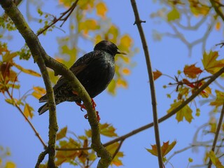 Autumn sharm, maple tree colors