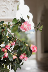 Pink roses with a variation of greenery
