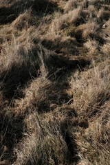 Dried grass vegetation in winter