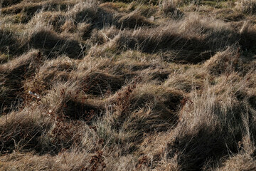 Dried grass vegetation in winter