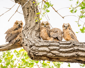 Four owls rest on tree branch