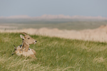 Bighorn sheep resting in grassy Badlands of South Dakota.