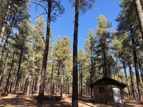 Small stone cabin in a dense pine forest under a clear blue sky.