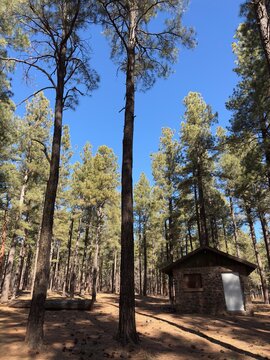 Small stone cabin in a dense pine forest under a bright blue sky
