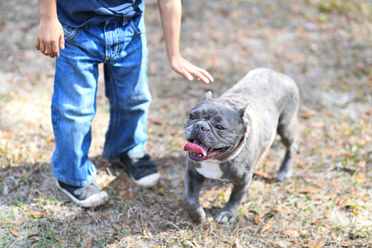 Smiling French Bulldog walking beside a child reaching to pet it