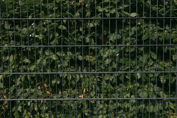 Hedge behind a green fence