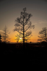 Silhouetted trees against a golden sunset over a tranquil wetland