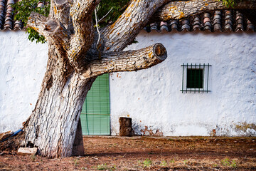 Walnut tree in a house in Alhambra