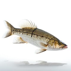 Fresh Water Fish Isolated on White Background
