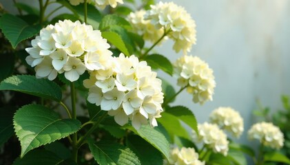 White hydrangea paniculata inflorescences against a sunny summer garden wall, summer garden, garden decor